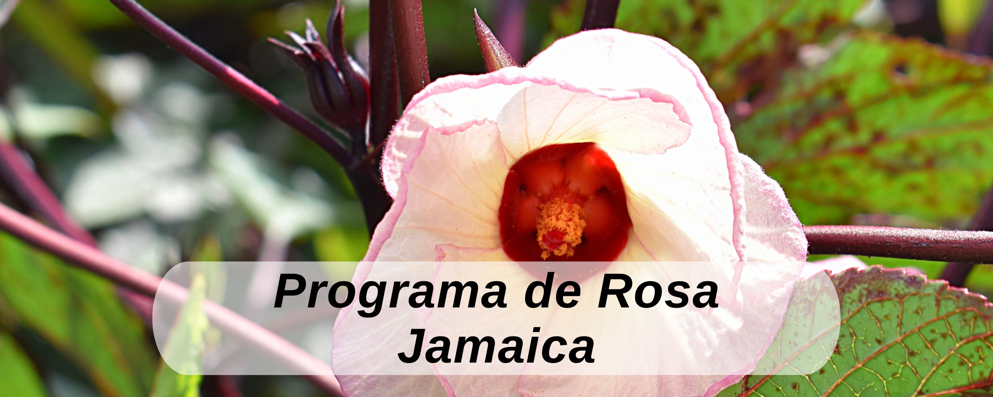 Rosa Jamaica ICTA Guatemala
